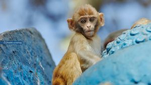 روشهای پیشگیری و تشخیص و درمان آبله میمون